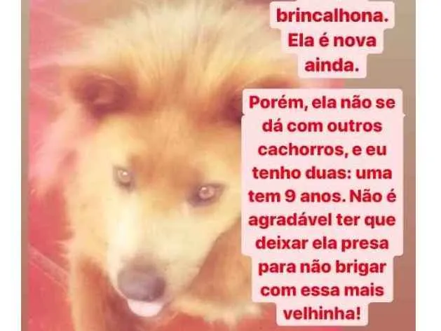 Cachorro ra a Chow chow com ... idade 5 anos nome Duda