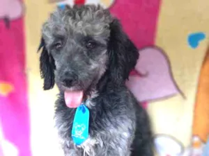 Cachorro raça Poodle idade 2 anos nome Yuri
