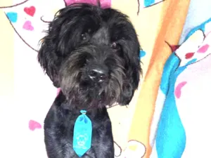 Cachorro raça Srd idade 2 anos nome Bruce