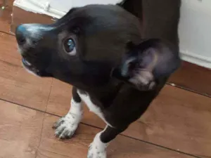 Cachorro raça Pincher com linguica  idade 2 a 6 meses nome Titi