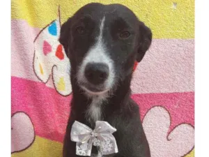 Cachorro raça Srd idade 3 anos nome Safira