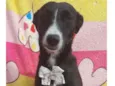Cachorro raça Srd idade 3 anos nome Safira