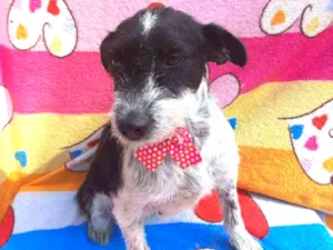 Cachorro raça Srd idade 2 anos nome Maria
