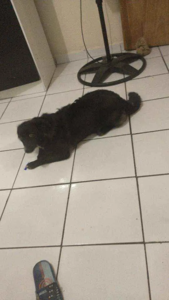 Cachorro ra a Vira lata idade 7 a 11 meses nome Lola