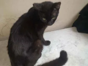 Gato raça  idade 1 ano nome Simba