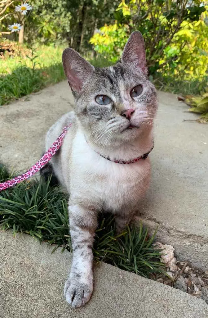 Gato ra a Siberiana idade 6 ou mais anos nome Shakira