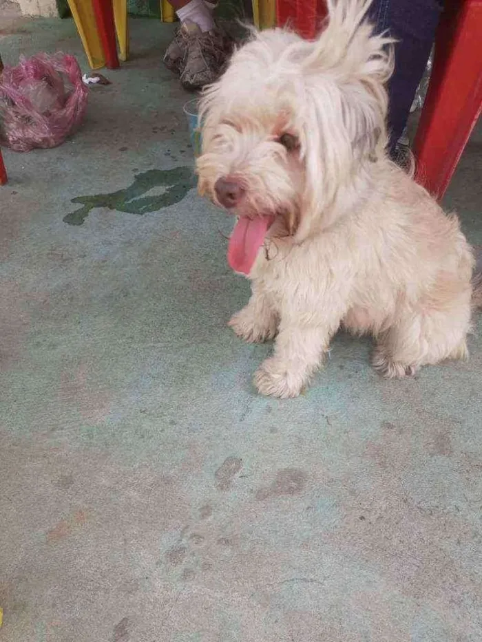 Cachorro ra a Poodle com vira lata idade 7 a 11 meses nome Branquinha