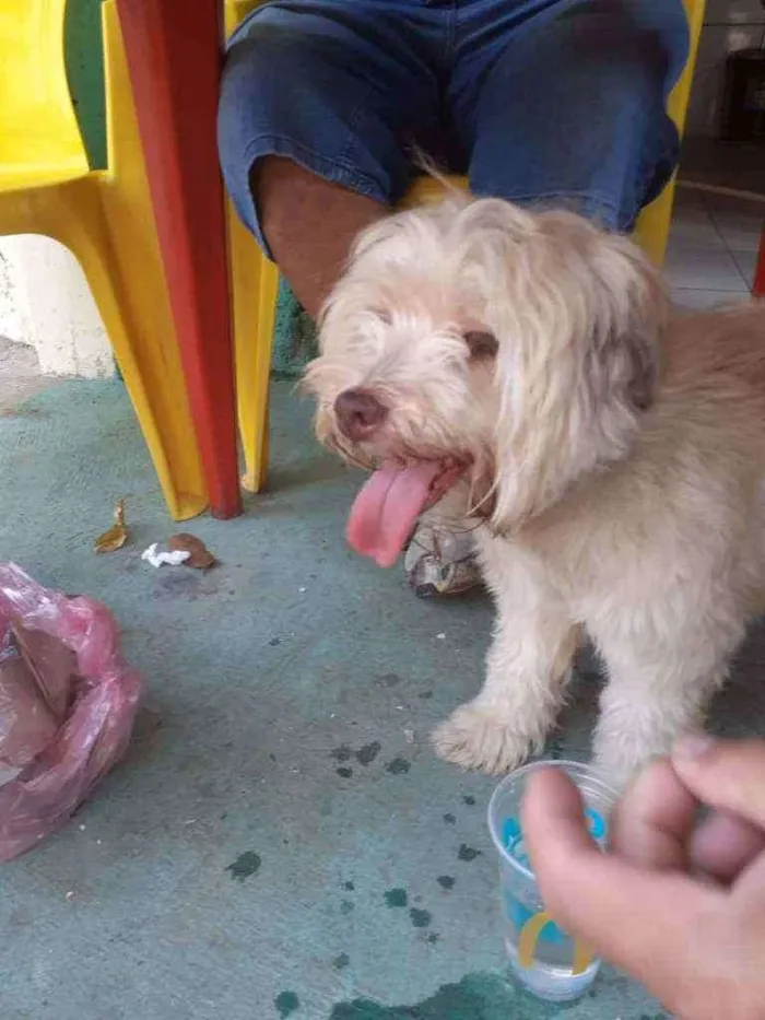 Cachorro ra a Poodle com vira lata idade 7 a 11 meses nome Branquinha