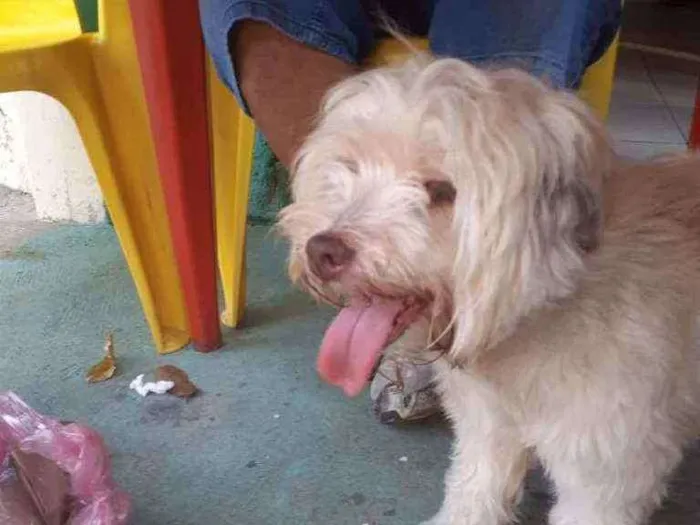 Cachorro ra a Poodle com ilhasa apso idade 7 a 11 meses nome Branquinha