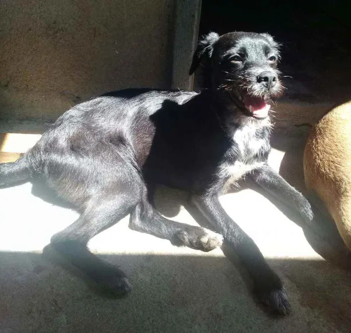 Cachorro ra a Shi Tisu com vira - lata. idade 2 a 6 meses nome Scar