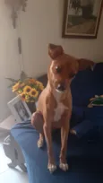 Pâmela