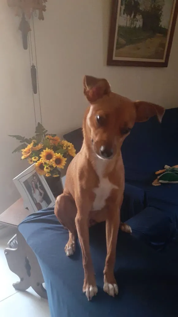 Cachorro ra a Srd idade 7 a 11 meses nome Pâmela