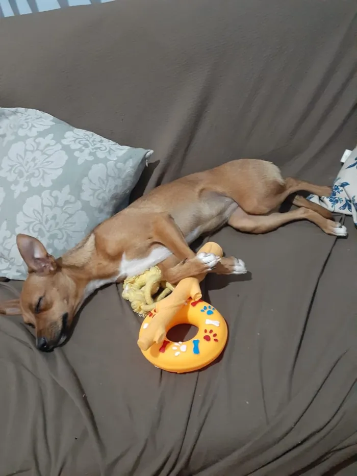 Cachorro ra a Srd idade 7 a 11 meses nome Pâmela