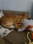 Pâmela