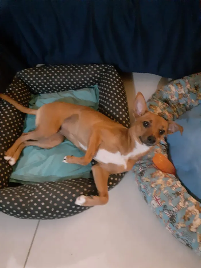 Cachorro ra a Srd idade 7 a 11 meses nome Pâmela