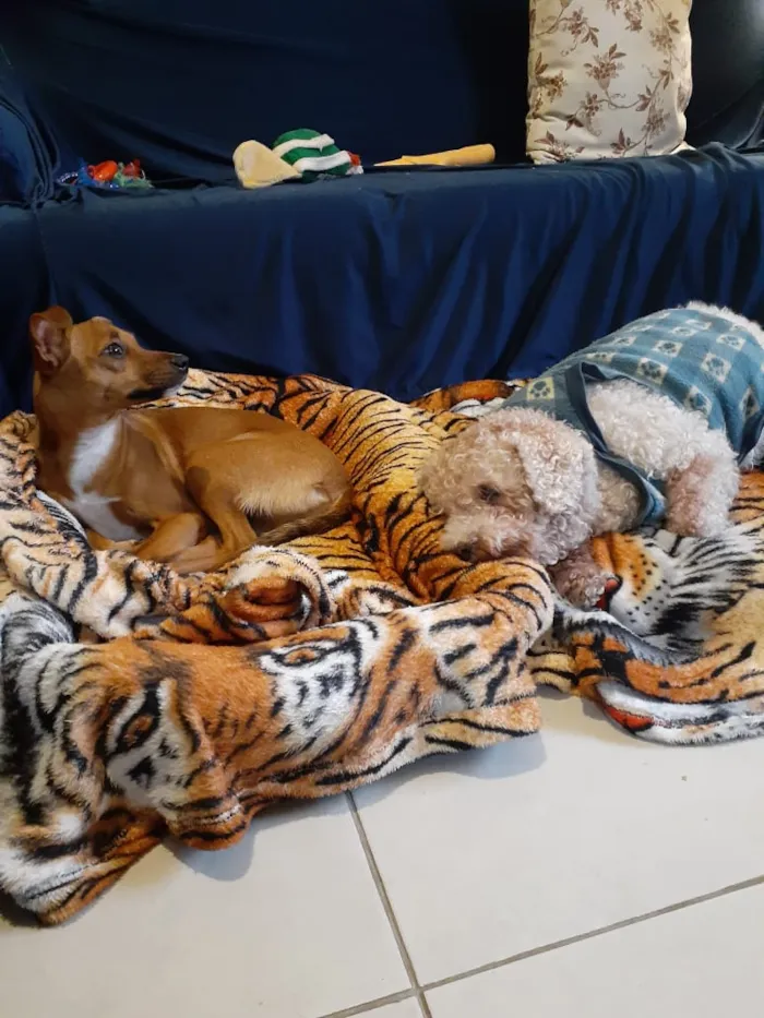 Cachorro ra a Srd idade 7 a 11 meses nome Pâmela