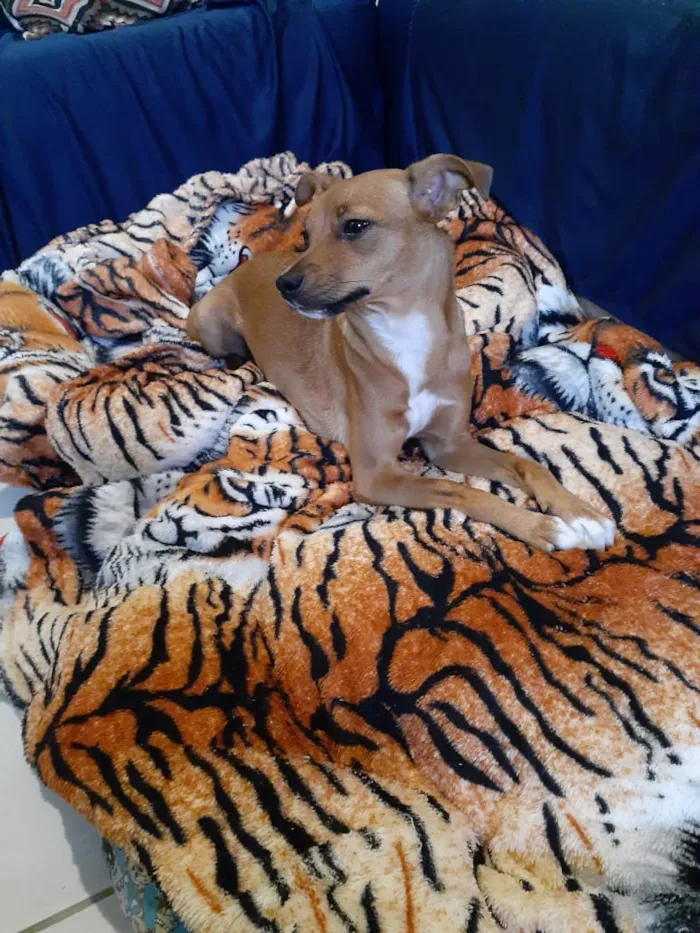 Cachorro ra a Srd idade 7 a 11 meses nome Pâmela