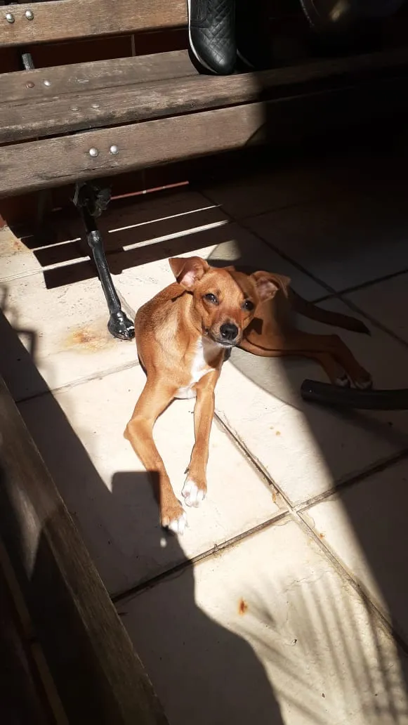 Cachorro ra a Srd idade 7 a 11 meses nome Pâmela
