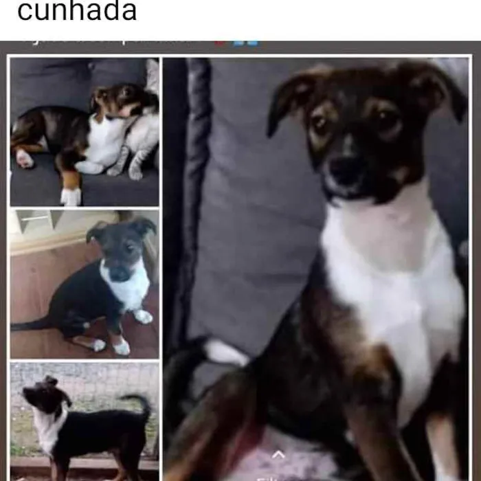 Cachorro ra a Mistura de capa preta com vira idade 7 a 11 meses nome Lucky