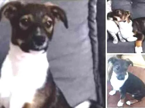 Cachorro ra a Mistura de capa preta com vira idade 7 a 11 meses nome Lucky