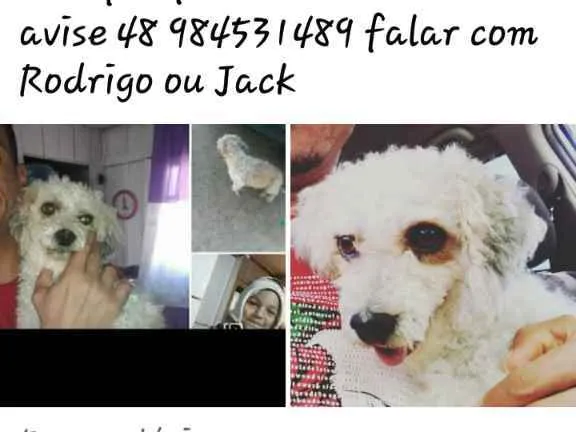 Cachorro ra a Puldo idade 3 anos nome Pudim