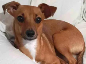 Cachorro raça Srd idade 7 a 11 meses nome Pâmela