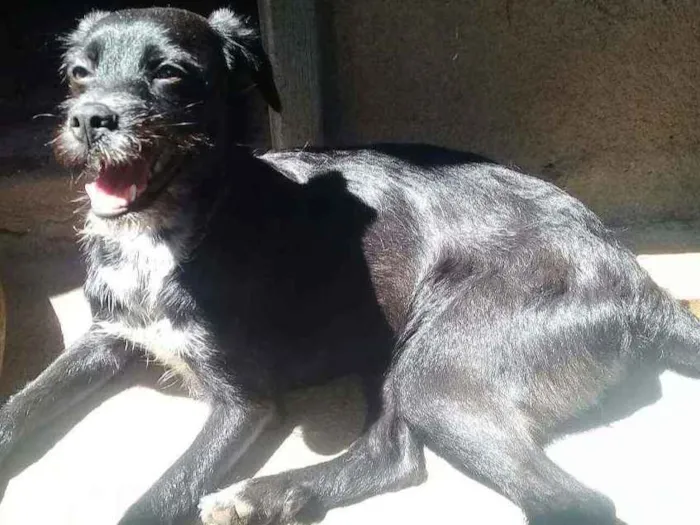 Cachorro ra a Shi Tisu com vira - lata. idade 2 a 6 meses nome Scar