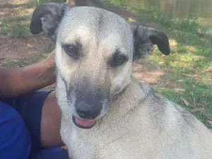 Cachorro raça Vira lata idade 2 anos nome Diana