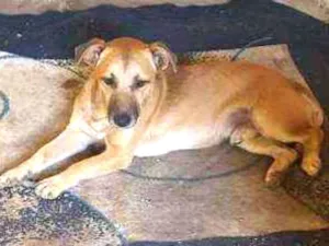Cachorro raça Vira lata idade 2 anos nome Pitoco