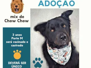 Cachorro raça Vira lata idade 2 anos nome Serafim