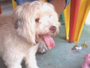 Cachorro raça Poodle com ilhasa apso idade 7 a 11 meses nome Branquinha