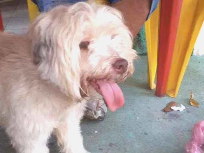 Cachorro ra a Poodle com ilhasa apso idade 7 a 11 meses nome Branquinha