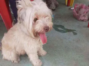 Cachorro raça Poodle com vira lata idade 7 a 11 meses nome Branquinha