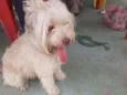Branquinha