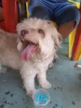 Branquinha