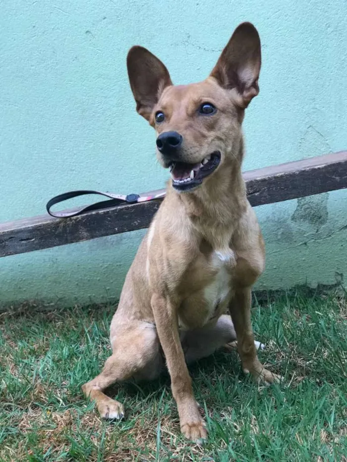Cachorro ra a SRD-ViraLata idade 7 a 11 meses nome CACAU