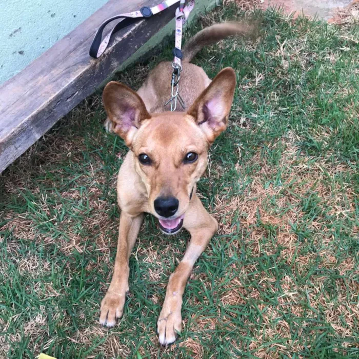 Cachorro ra a SRD-ViraLata idade 7 a 11 meses nome CACAU