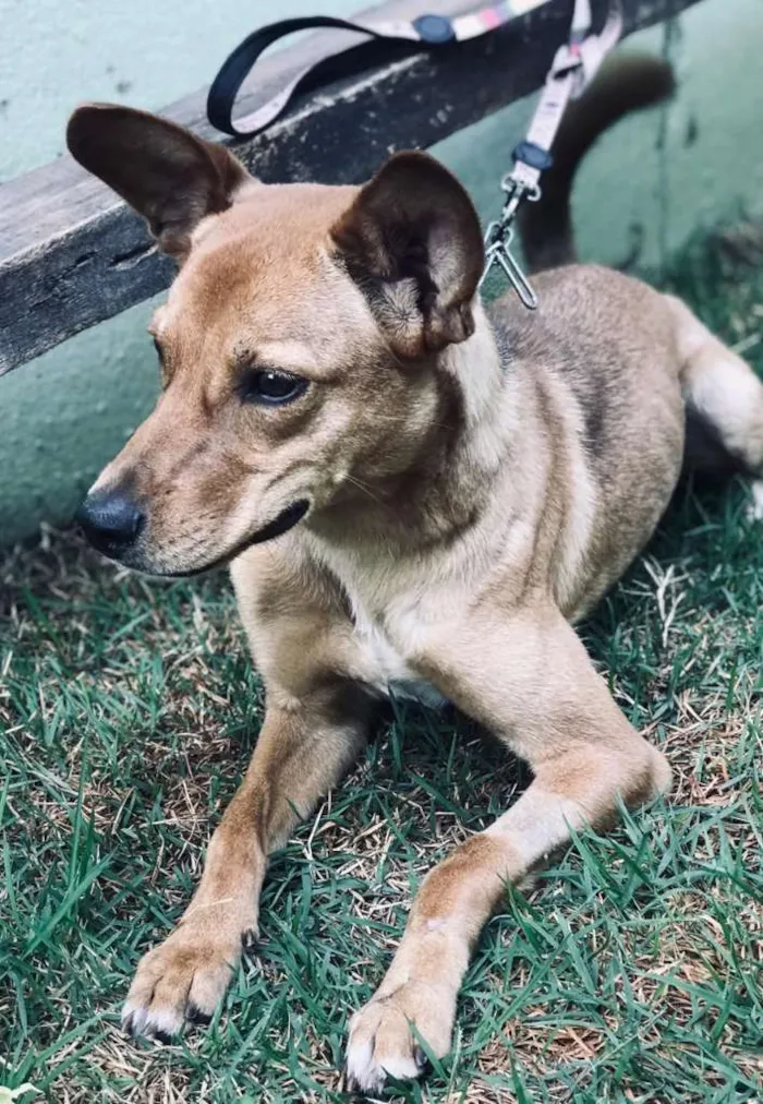 Cachorro ra a SRD-ViraLata idade 7 a 11 meses nome CACAU