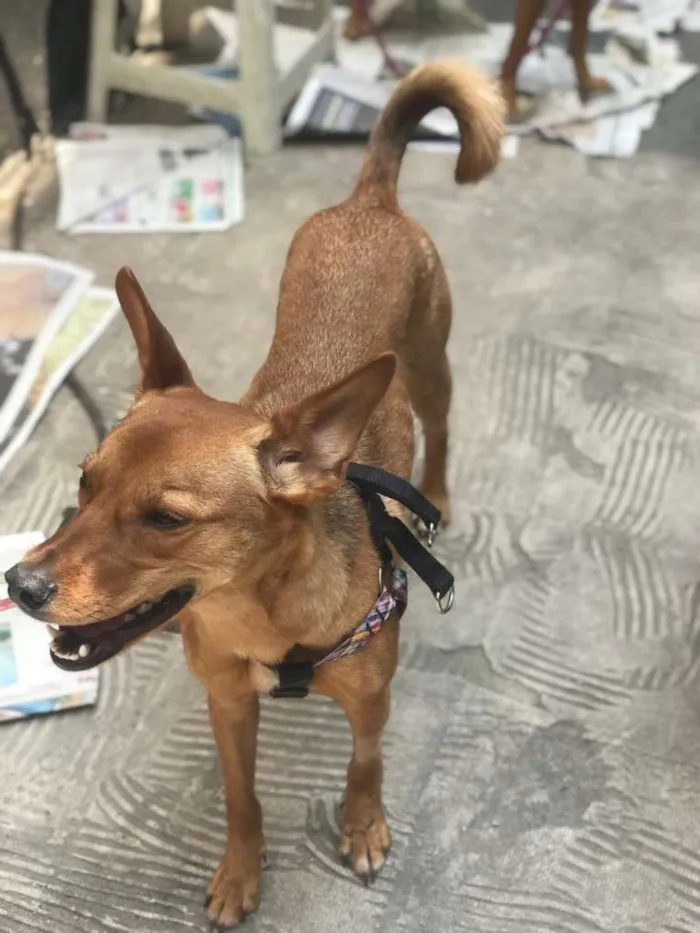 Cachorro ra a SRD-ViraLata idade 7 a 11 meses nome CACAU