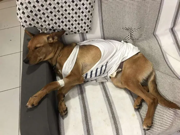 Cachorro ra a SRD-ViraLata idade 7 a 11 meses nome CACAU