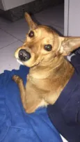 CACAU