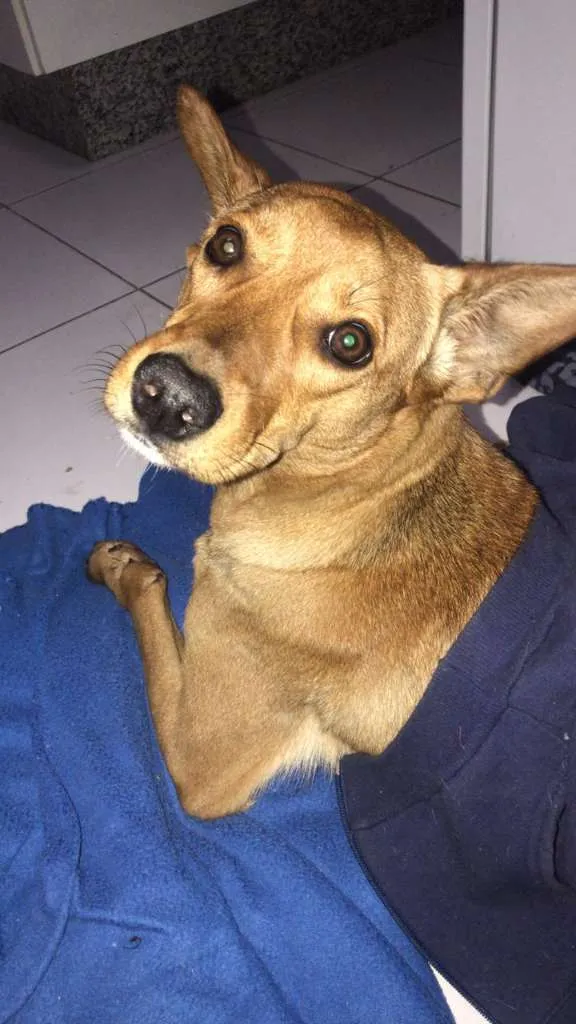 Cachorro ra a SRD-ViraLata idade 7 a 11 meses nome CACAU