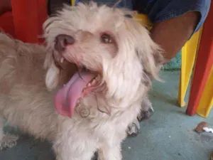 Cachorro raça Poodle com ilhasa apso idade 7 a 11 meses nome Branquinha