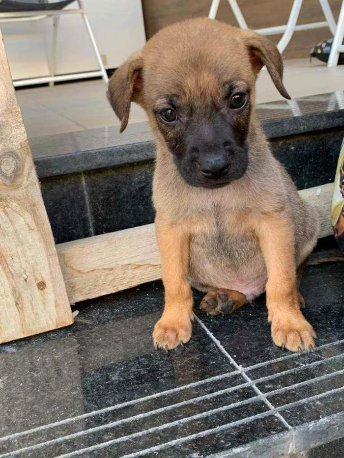 Cachorro ra a Sem raça  idade Abaixo de 2 meses nome Lindos filhotes 