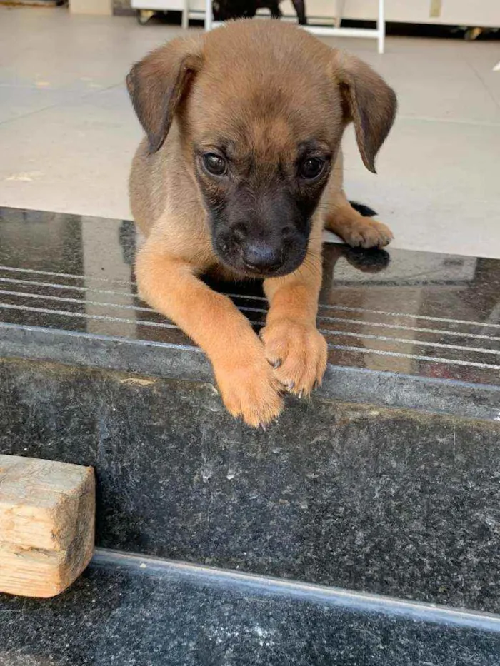Cachorro ra a Sem raça  idade Abaixo de 2 meses nome Lindos filhotes 