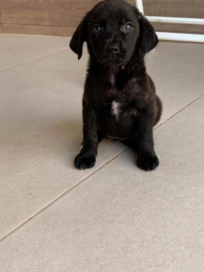 Cachorro ra a Sem raça  idade Abaixo de 2 meses nome Lindos filhotes 