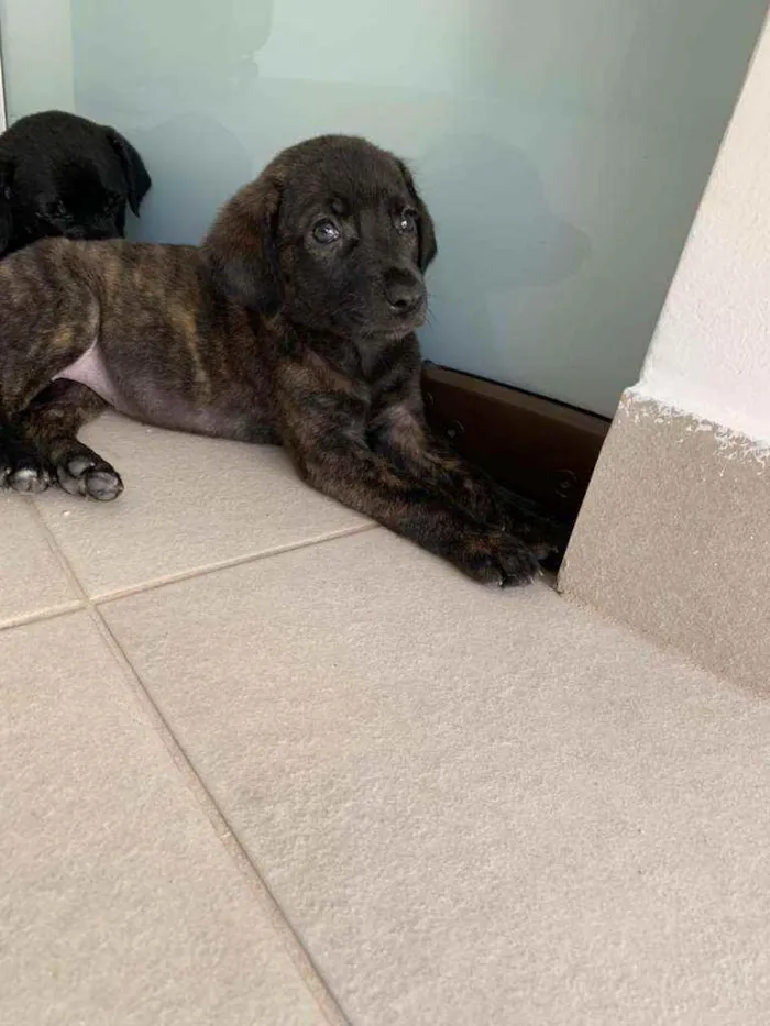 Cachorro ra a Sem raça  idade Abaixo de 2 meses nome Lindos filhotes 