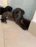 Lindos filhotes 