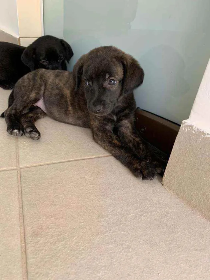 Cachorro ra a Sem raça  idade Abaixo de 2 meses nome Lindos filhotes 