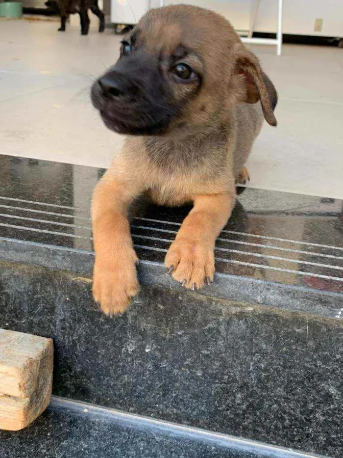 Cachorro ra a Sem raça  idade Abaixo de 2 meses nome Lindos filhotes 